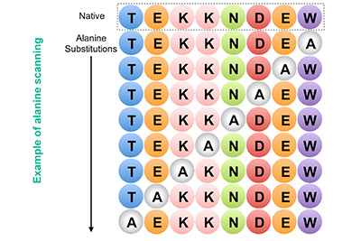 Example of alanine scanning showing native protein and point mutations to alanine