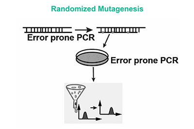 Screening novel enzymes from a mutagenesis library (Xu et al., 2021)