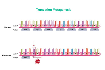 Truncation mutagenesis library construction