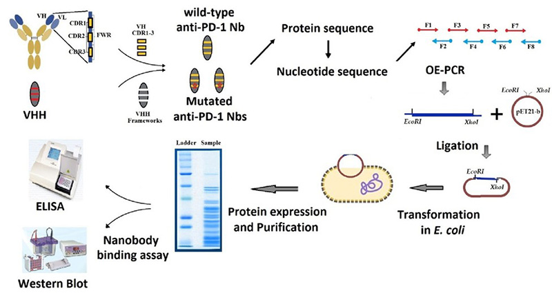 Design and production of anti-PD-1 nanobody via CDR grafting and site-directed mutagenesis