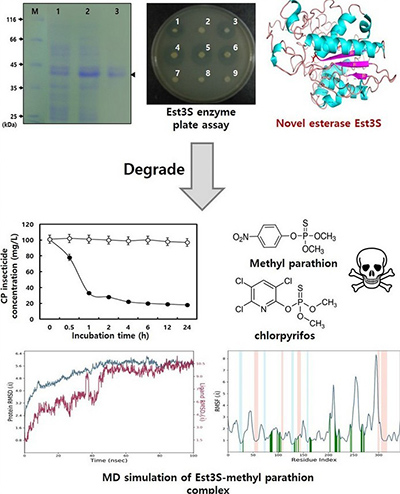 Discovery of esterase gene est3s from cow rumen metagenomic library with organophosphorus insecticide degradation activity