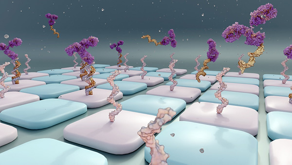 Antibody-oligonucleotide conjugates or AOC use in antibody arrays.