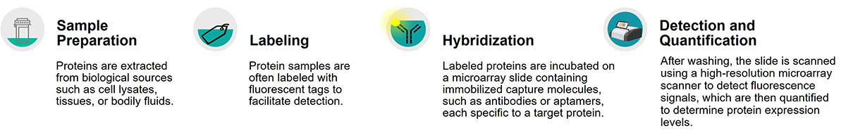 Protein Expression Microarray service procedure.