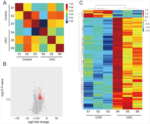 Transcriptomic analysis of differentially expressed genes (DEGs) in subchondral bone.