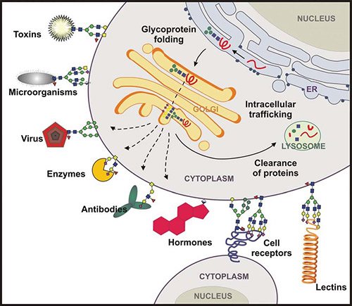 Role of protein glycosylation in cellular regulation mechanisms