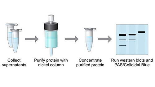 Purification of filovirus glycoproteins, Clarke et al. 2017