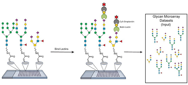 Lectin–glycan microarray for glycosylation analysis