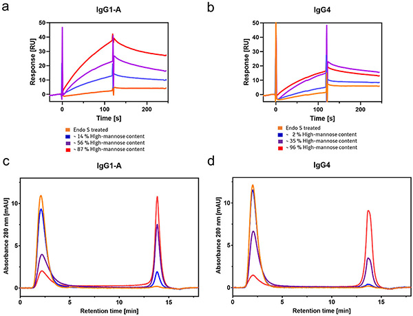 Mannose receptor–mAb interaction driven by high-mannose N-glycans and glycan pairing
