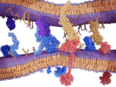 Creative BioMart