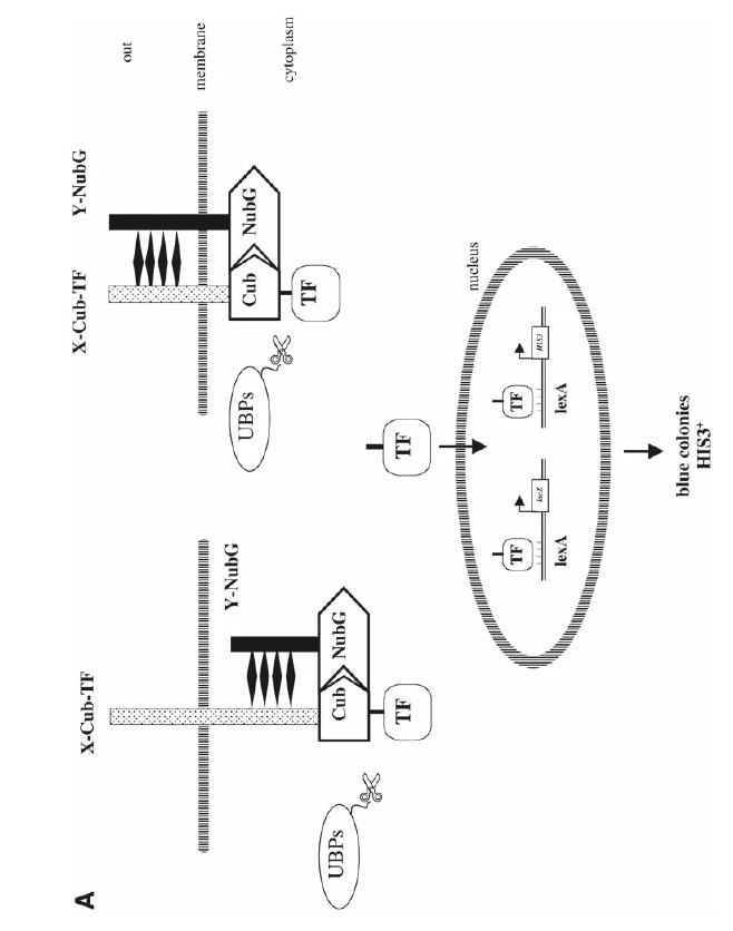 Fig. 1. The membrane-based yeast two-hybrid system. (Thaminy S.; et al.
<em>Methods Mol Biol</em>
. 2004)
