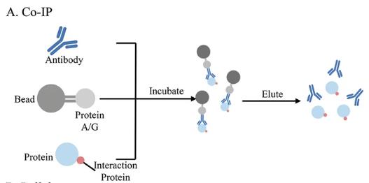 Fig. 3. Co-IP for protein-protein, protein-DNA, and protein-RNA interaction. (Yan Y.; et al.
<em>Methods Mol Biol.</em>
2023)