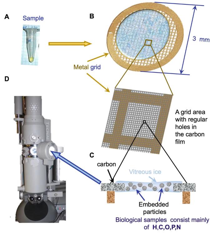 Fig. 4. Cryo-EM sample preparation. (Ignatiou A.; et al.
<em>Methods Mol Biol.</em>
2024)