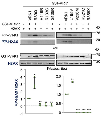 Kinase activity and specificity of VRK1 pathogenic variants