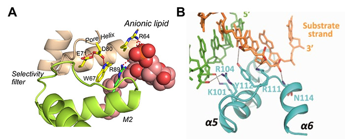 Examples of lipid-protein and protein-DNA interactions