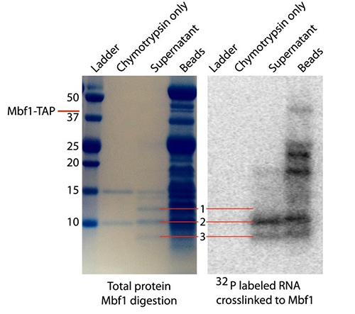 Mapping the RNA-binding domain of Mbf1 protein