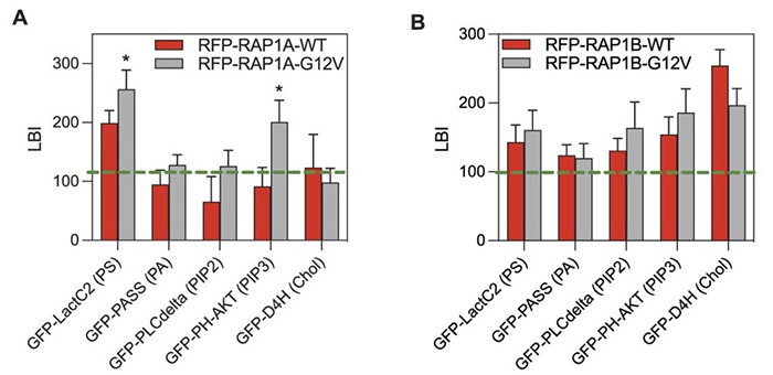 RAP1A and RAP1B showing distinct lipid-binding specificities
