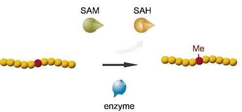 Protein methylation assay service