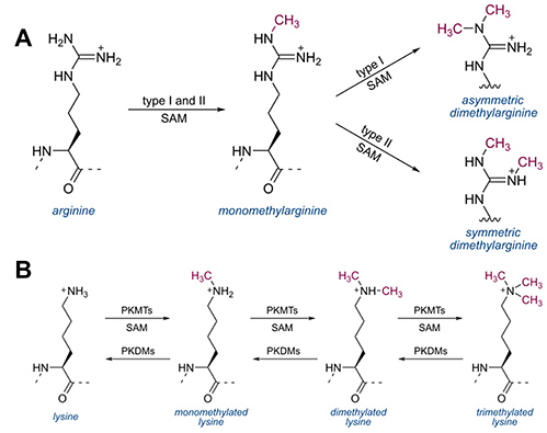 Comparison of arginine and lysine methylation types in proteins