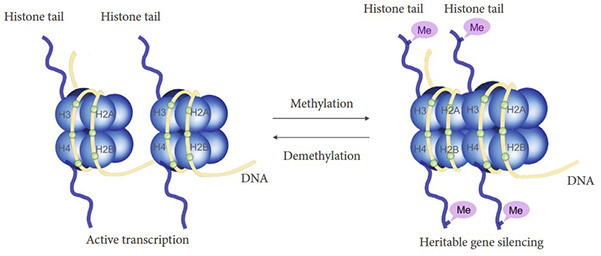 Regulation of gene expression through histone methylation and demethylation