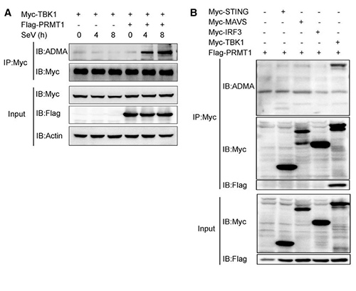 PRMT1-mediated asymmetric arginine methylation activates TBK1 signaling