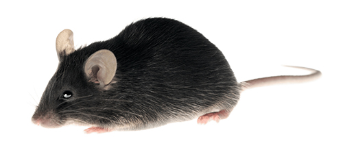 Our protein network construction service supports species including mouse