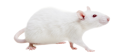 Our protein network construction service supports species including rat