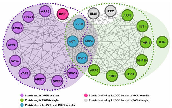 Link-based clustering algorithm detecting overlapping protein complexes in PPI networks