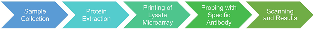 Protein pathway profiling service procedure.