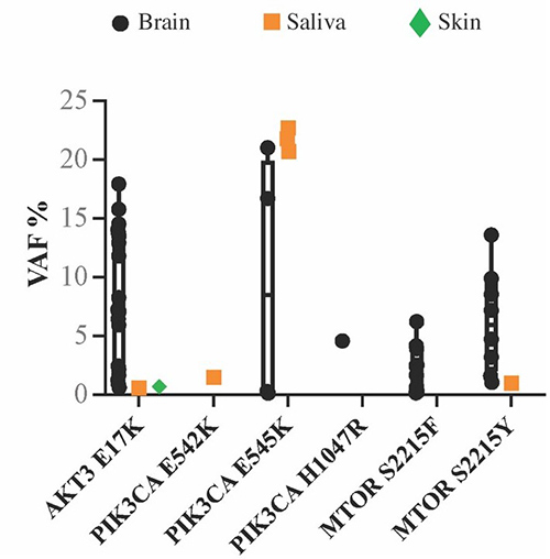 Molecular profiling of PI3K-AKT-MTOR variants in focal cortical malformations.