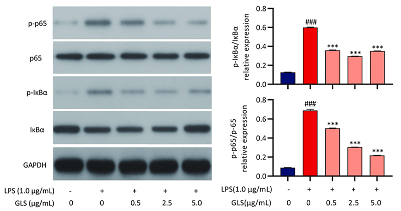 Effects of GLS on the LPS-stimulated activation of NF-kB signaling pathways in RAW264.7 cells.