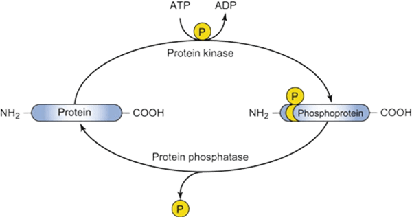 Regulatory mechanism of protein phosphorylation