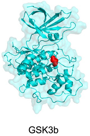 Phosphorylated GSK3β protein structure visualization