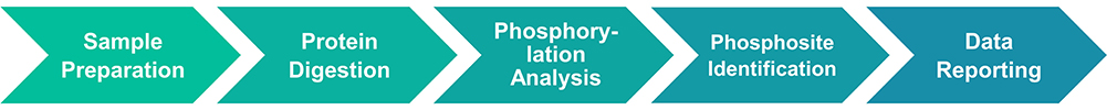 Workflow diagram for protein phosphorylation site identification and mapping service