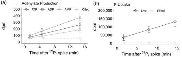 HPLC with 32P radiolabeling for quantifying microbial adenylate concentrations and turnover in seawater
