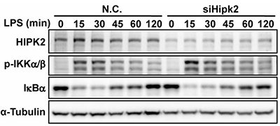 HIPK2 kinase activity required to suppress NF-κB pathway activation