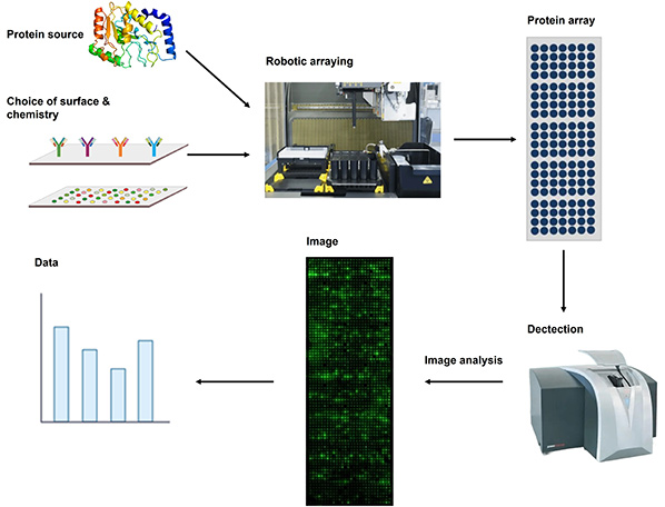 Making and using a protein array