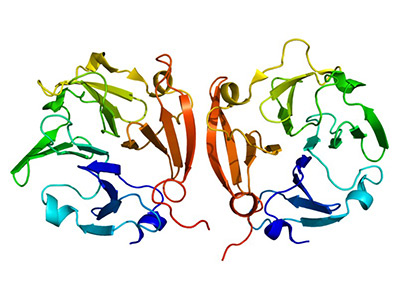 3D structure of RELA protein, PDB 1bft