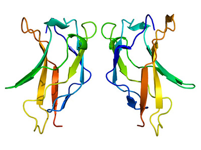 3D structure of CCL20 protein, PDB 1m8a
