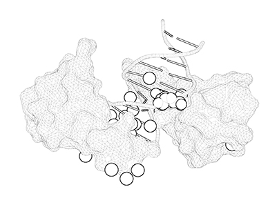 Ball-and-stick molecular model of ATP