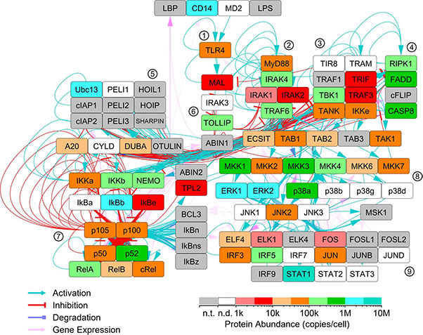 Quantitation of TLR4 pathway proteins in bone marrow-derived macrophages