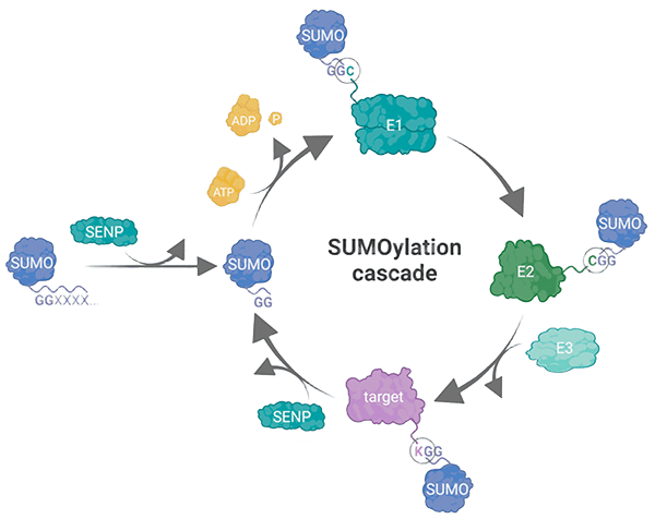 Schematic illustration of the protein SUMOylation cascade, adapted from Wild et al., 2024