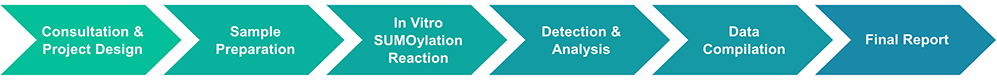 Service workflow of protein SUMOylation assay