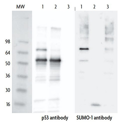 Specific labeling of p53 with SUMO-1