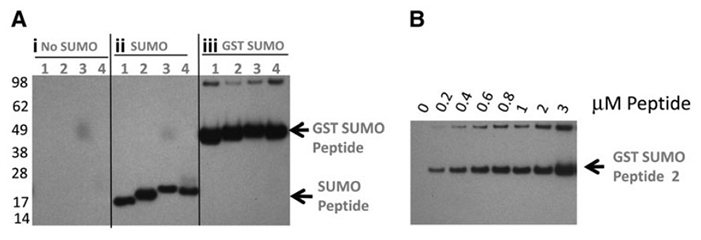 Development of a high-throughput screen to detect inhibitors of TRPS1 SUMOylation