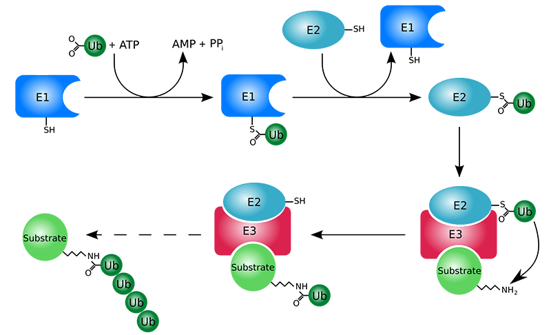 The ubiquitylation system (showing a RING E3 ligase)