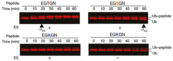 Activity-based E3 ligase profiling uncovers an E3 ligase with esterification activity