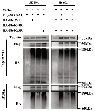 SOCS2 mediated K48-linked polyubiquitination chains onto SLC7A11 via an elongin B/C ubiquitin-complex.