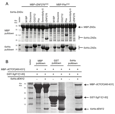 Pulldown assay coupled with co-expression in bacteria cells as a time-efficient tool for testing challenging protein-protein interactions