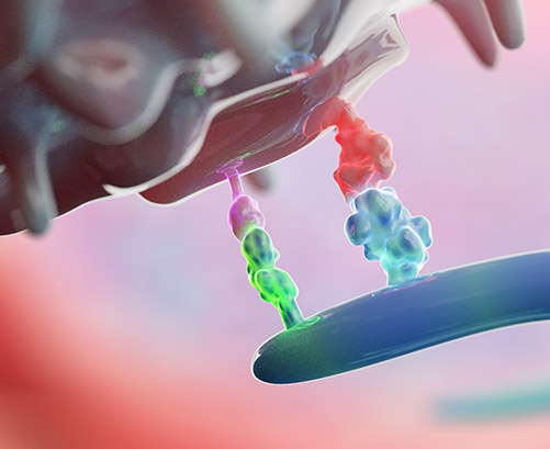 Immune Checkpoint Proteins