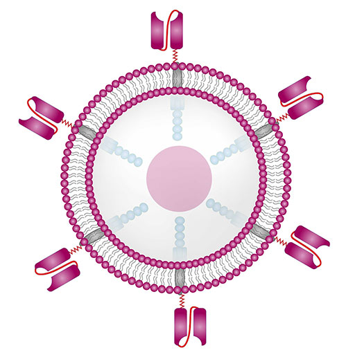 Labeled  Protein for Car-T Therapy